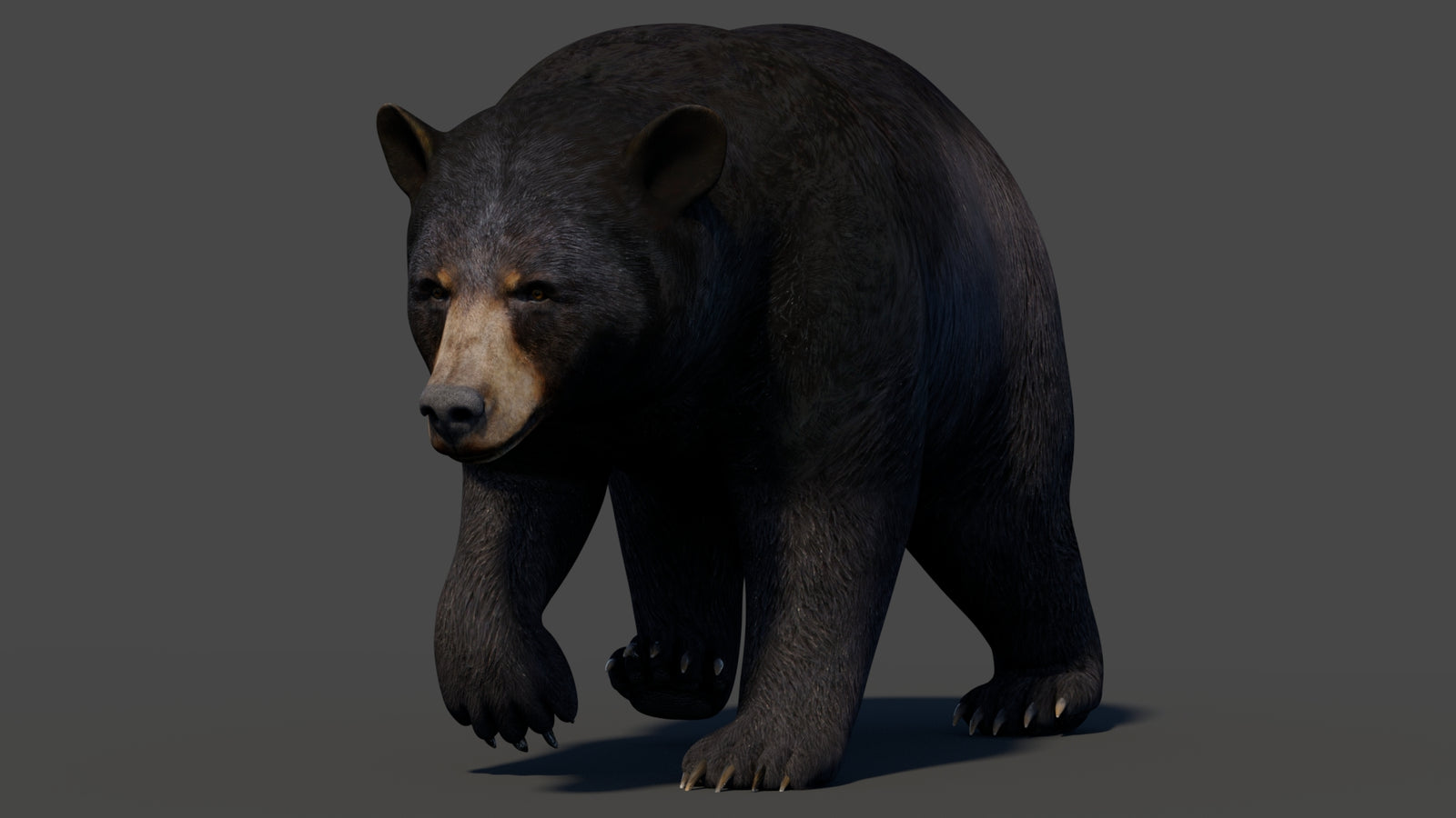 Animated Black Bear 3D Model 360° view 2 frame 19