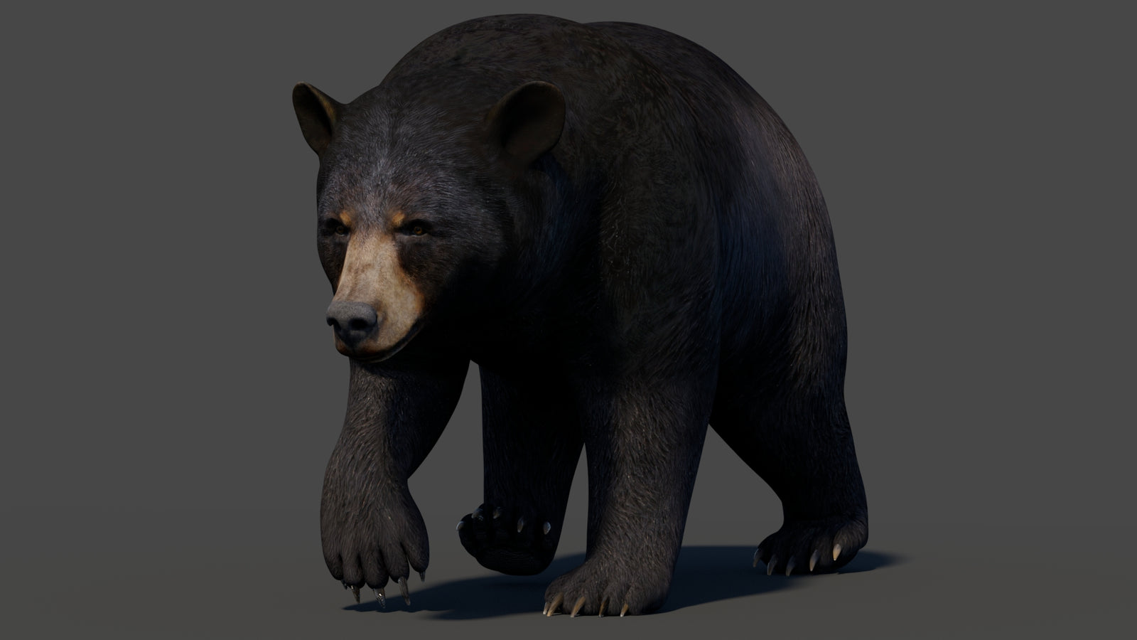 Animated Black Bear 3D Model 360° view 2 frame 21