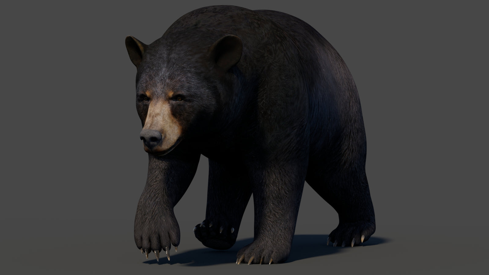Animated Black Bear 3D Model 360° view 2 frame 22