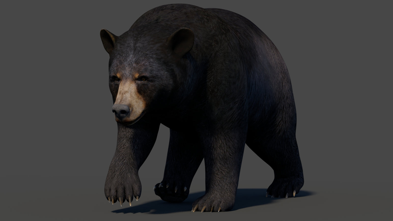 Animated Black Bear 3D Model 360° view 2 frame 23