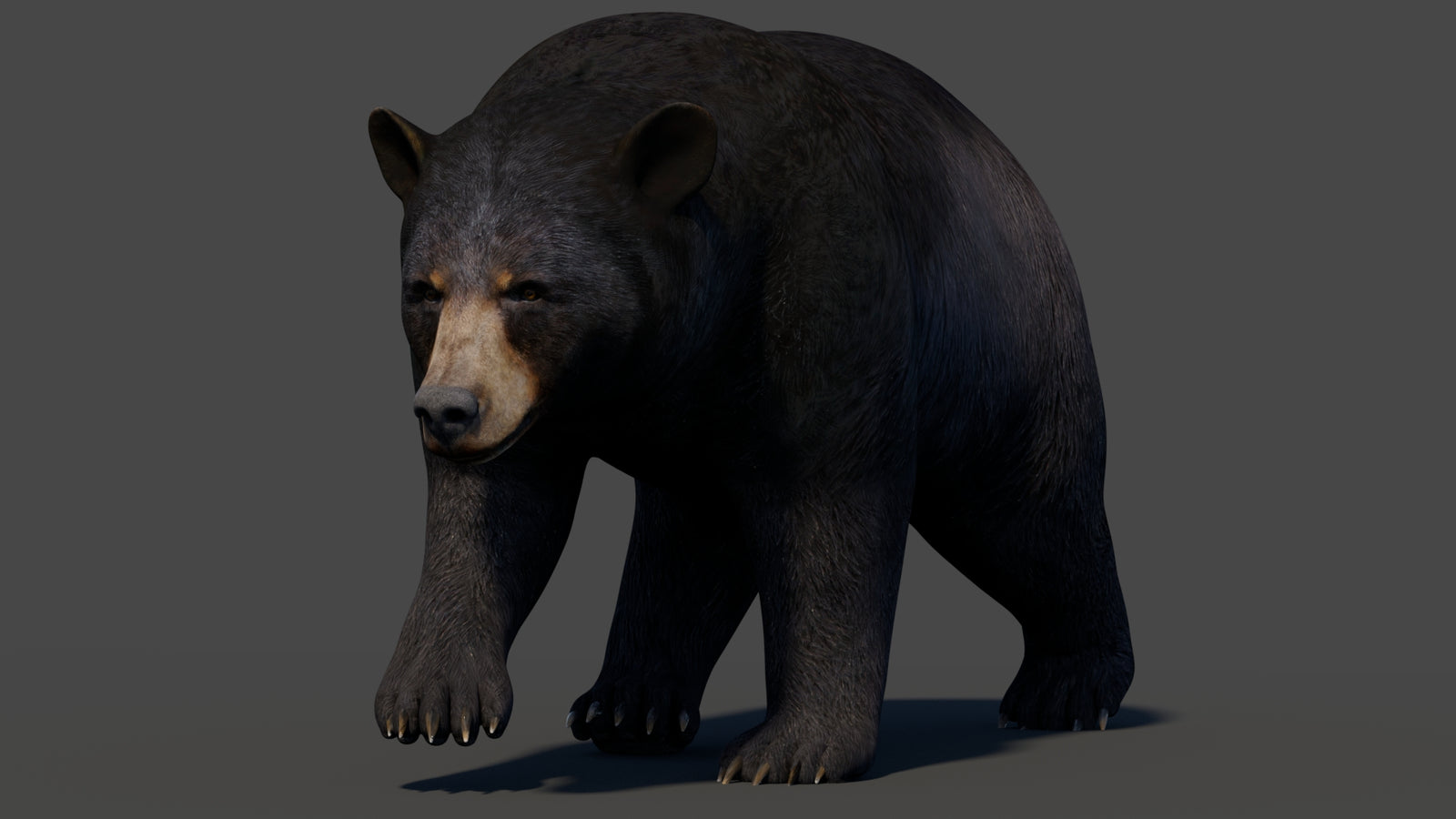 Animated Black Bear 3D Model 360° view 2 frame 24