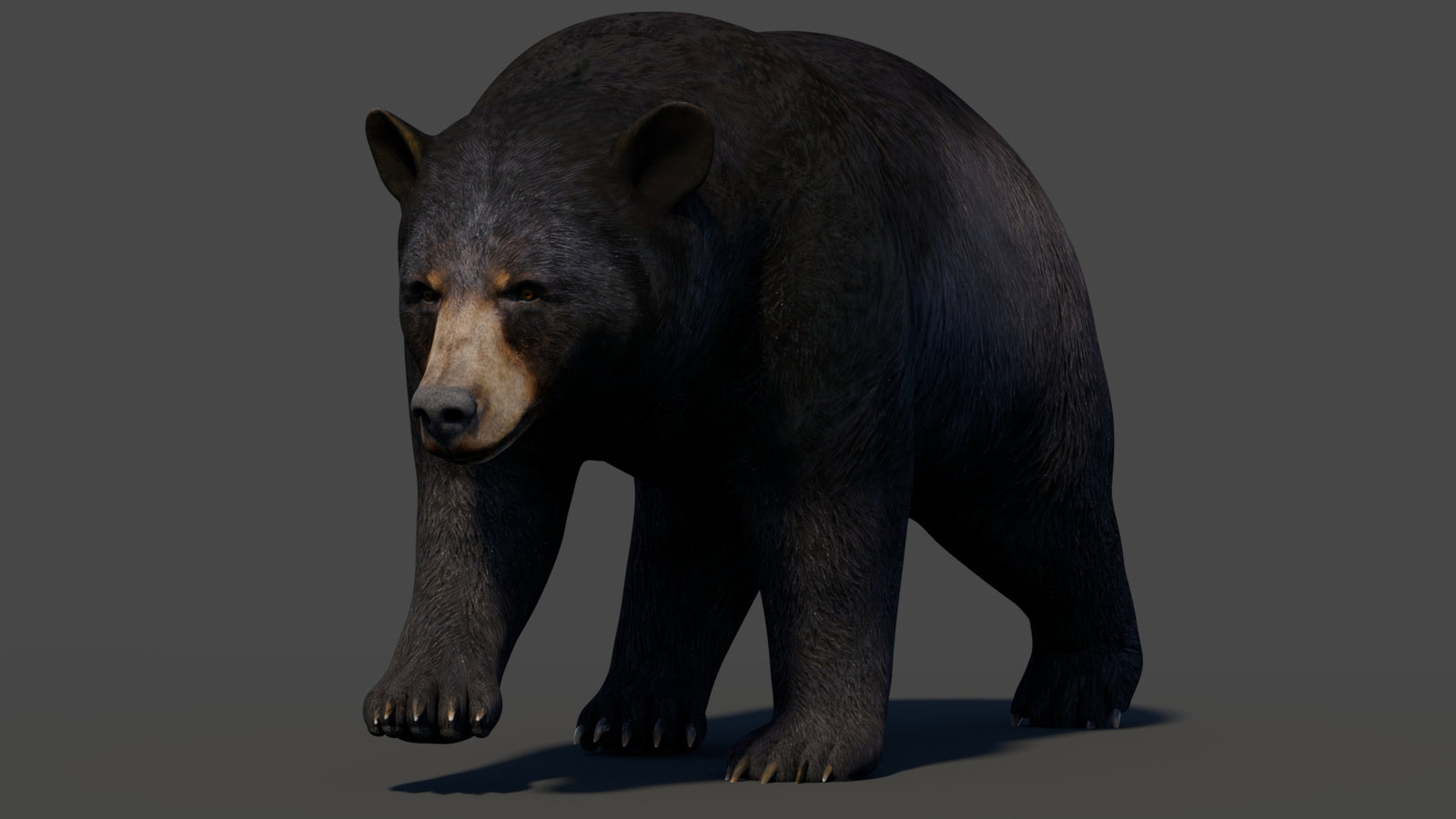 Animated Black Bear 3D Model 360° view 2 frame 25