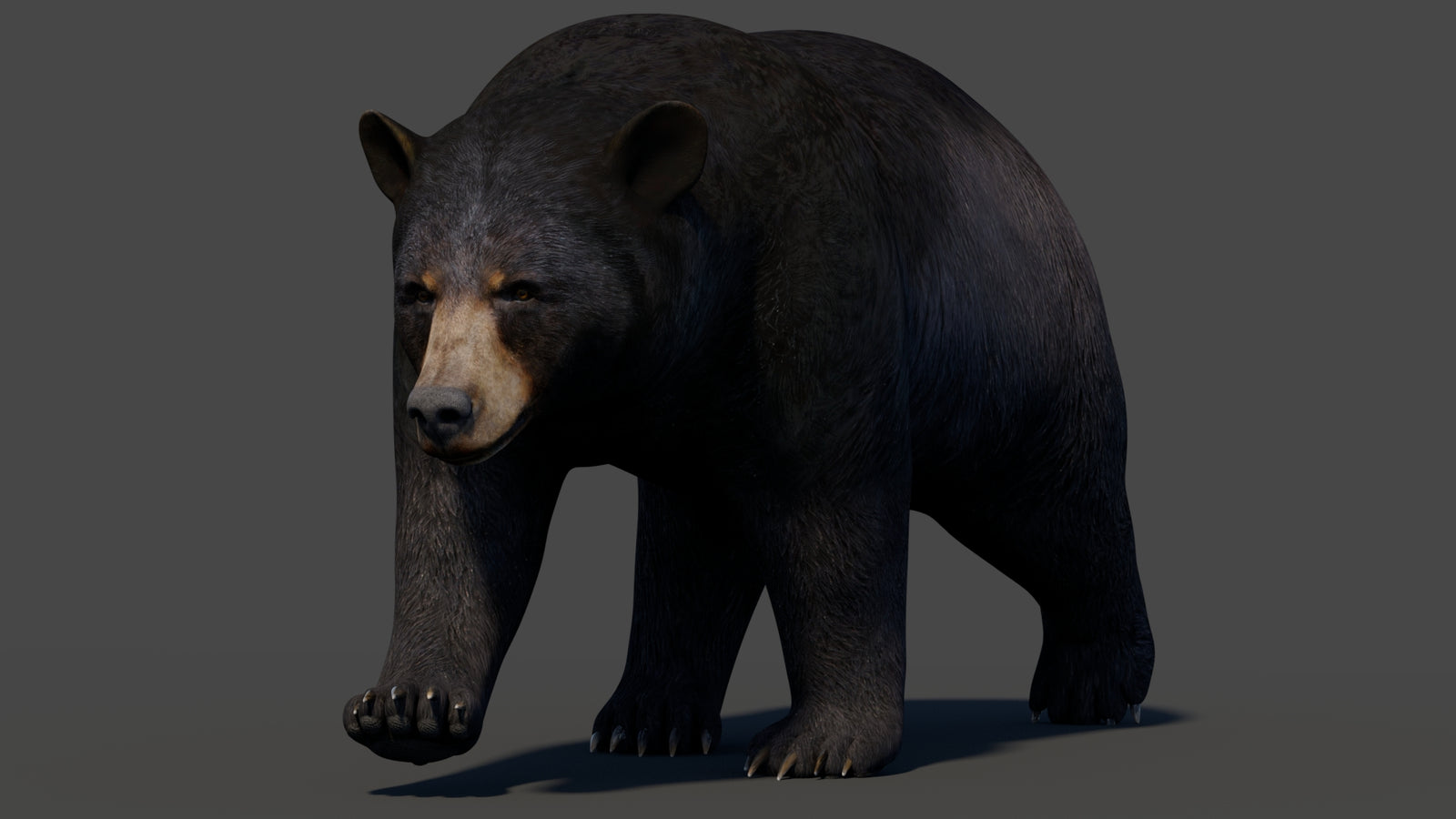 Animated Black Bear 3D Model 360° view 2 frame 27