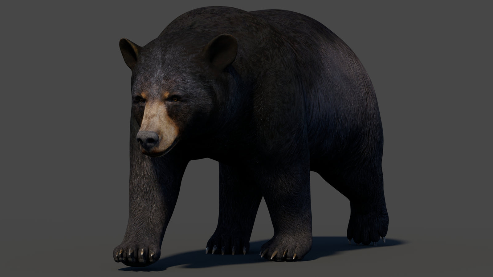 Animated Black Bear 3D Model 360° view 2 frame 29