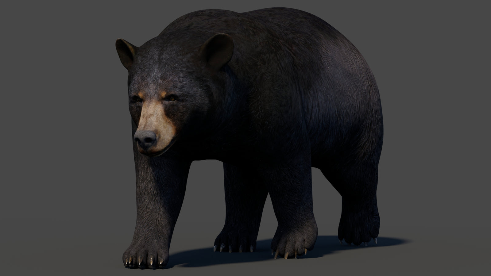Animated Black Bear 3D Model 360° view 2 frame 32