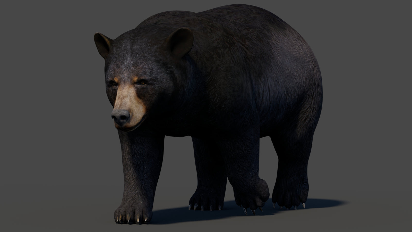 Animated Black Bear 3D Model 360° view 2 frame 36