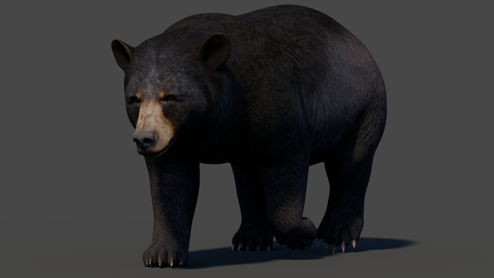 Animated Black Bear 3D Model 360° view 2 frame 38