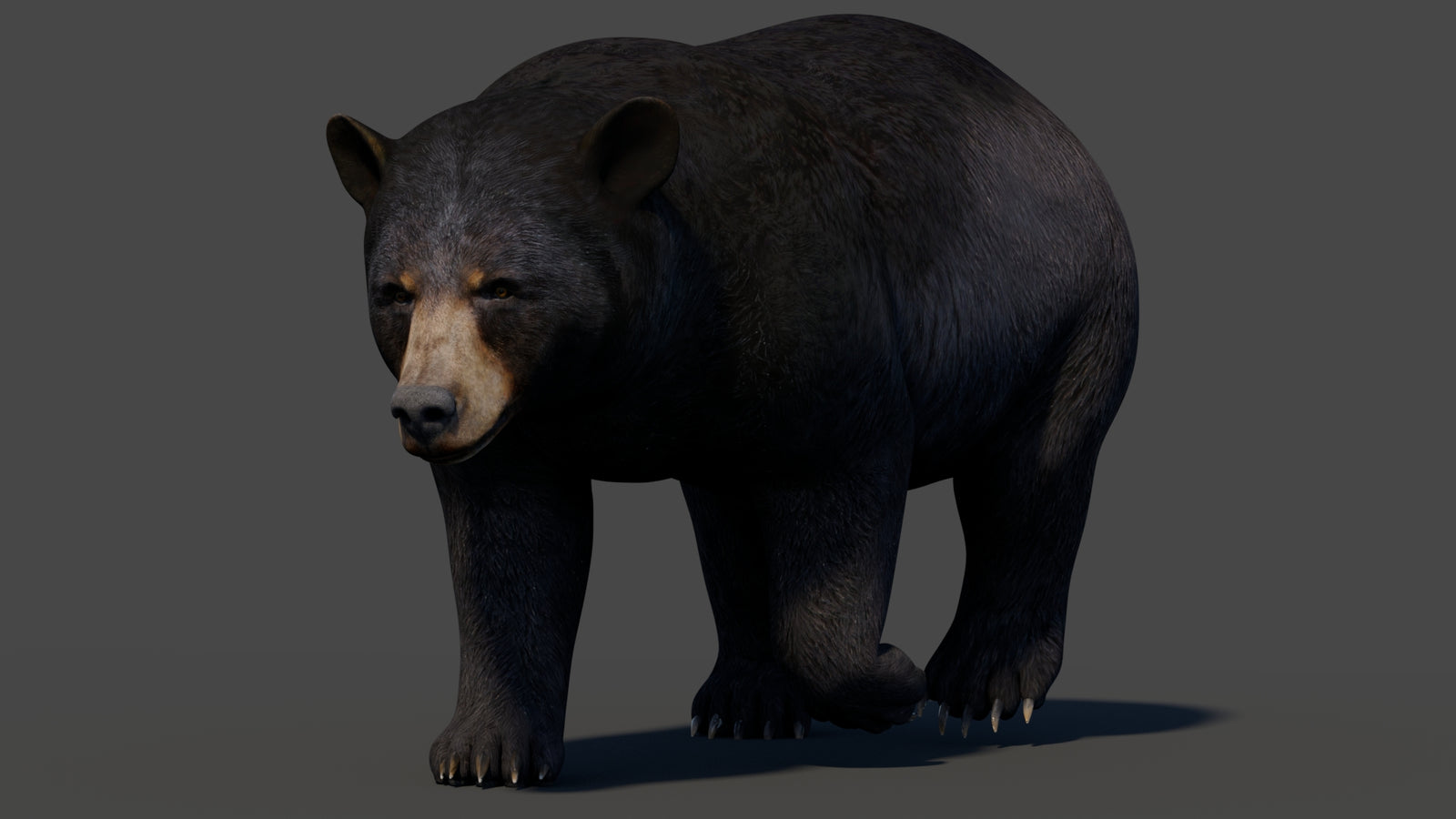 Animated Black Bear 3D Model 360° view 2 frame 39