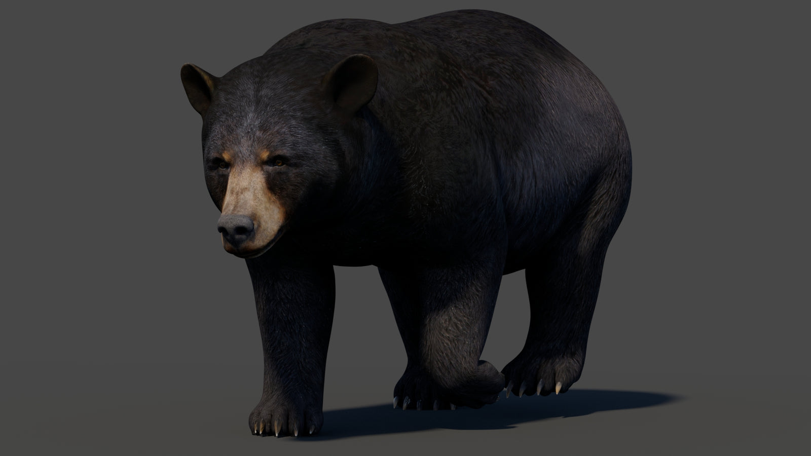 Animated Black Bear 3D Model 360° view 2 frame 41