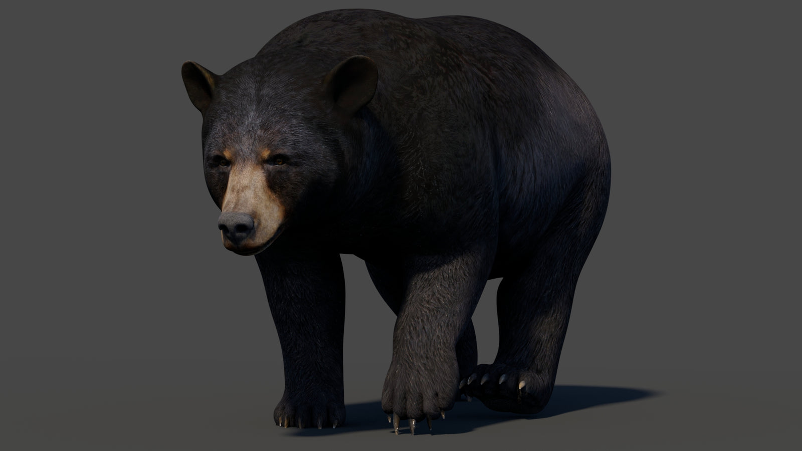 Animated Black Bear 3D Model 360° view 2 frame 47