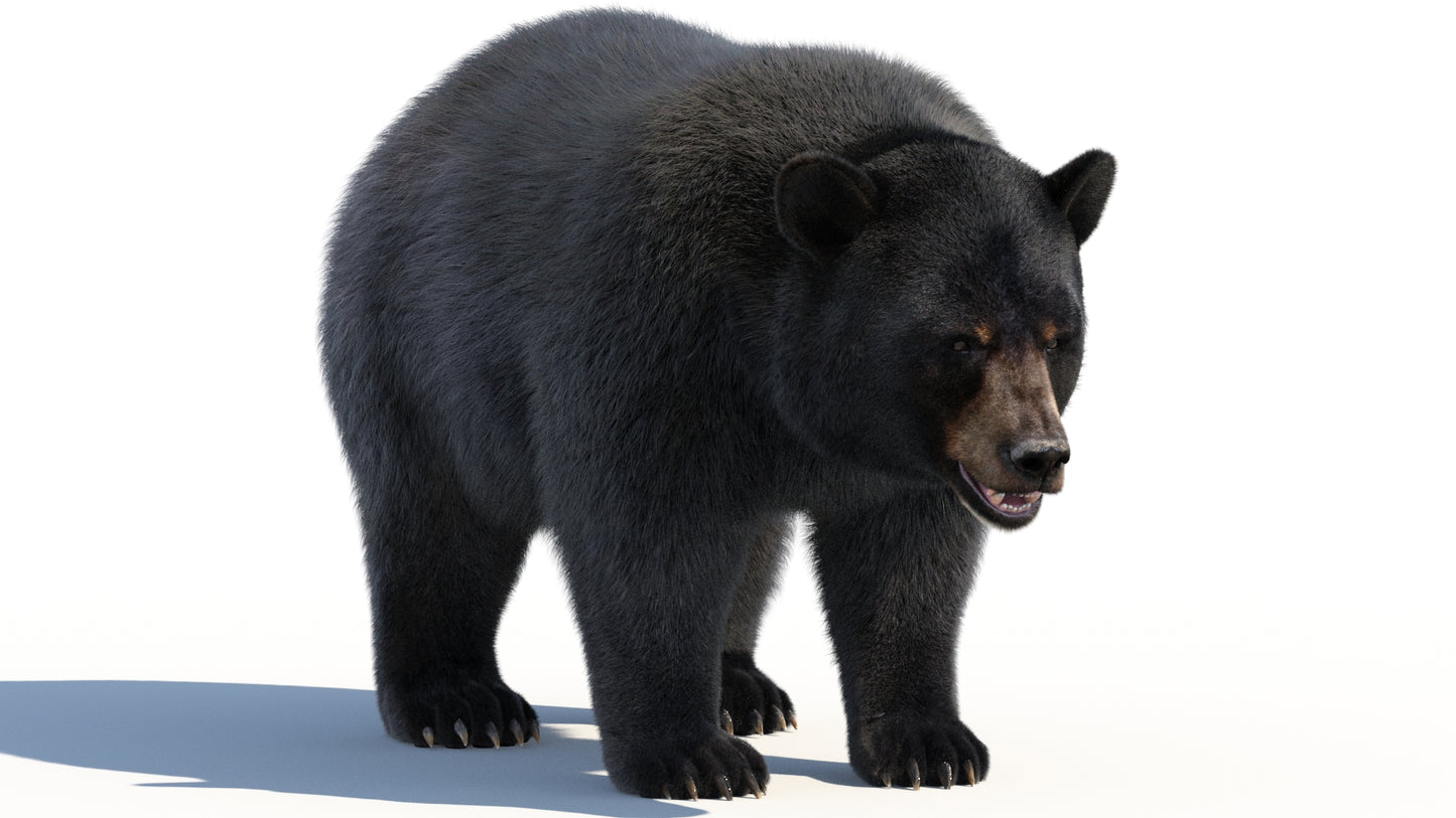 Black Bear Fur 3D Model