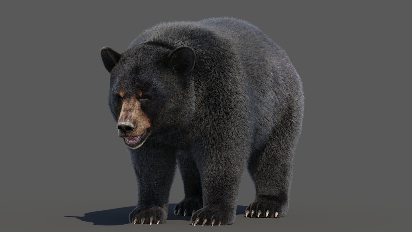 Black Bear 3D Model Fur