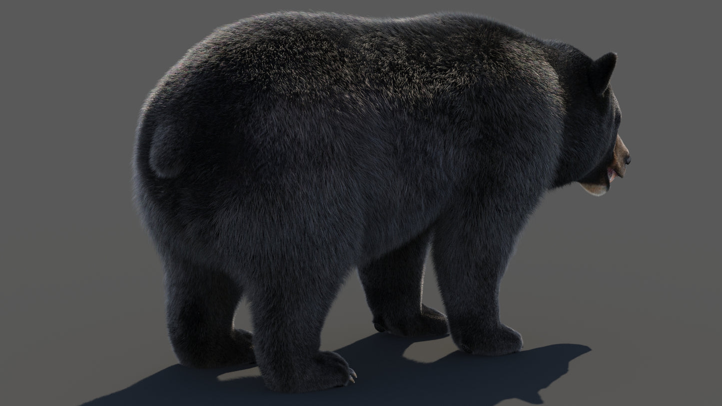 Black Bear 3D Model Fur