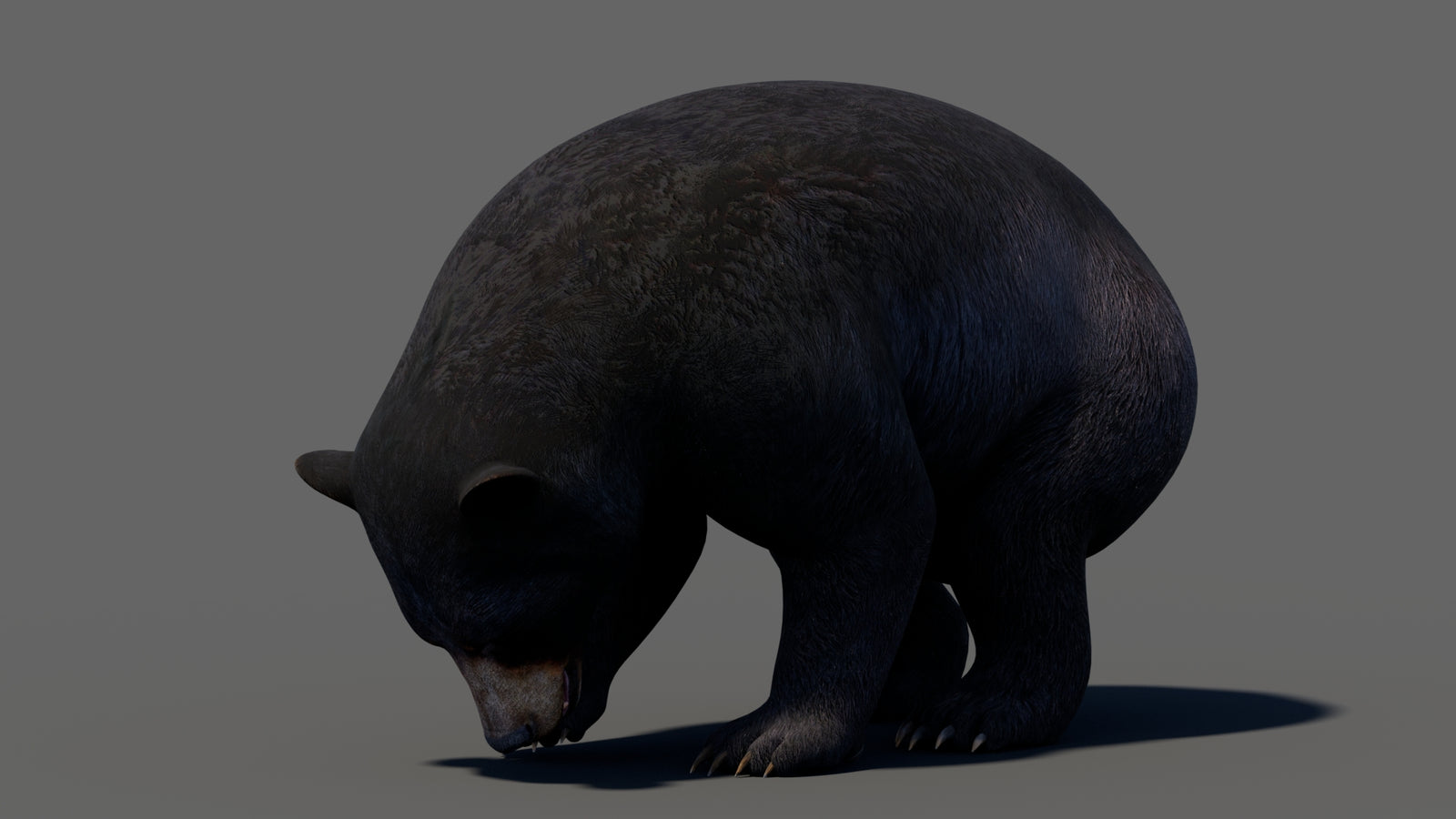 Animated Black Bear 3D Model 360° view 5 frame 4