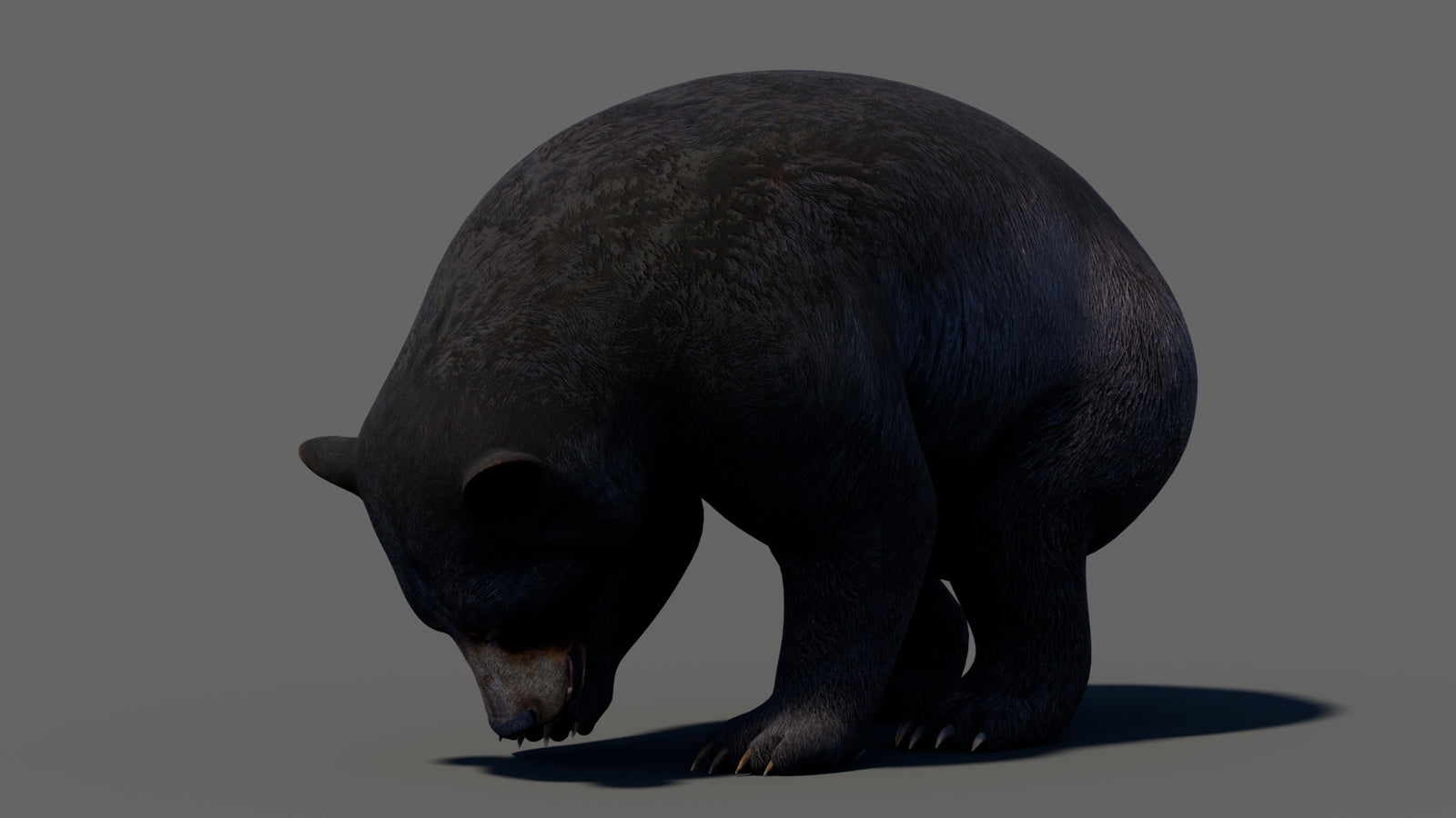 Animated Black Bear 3D Model 360° view 5 frame 6
