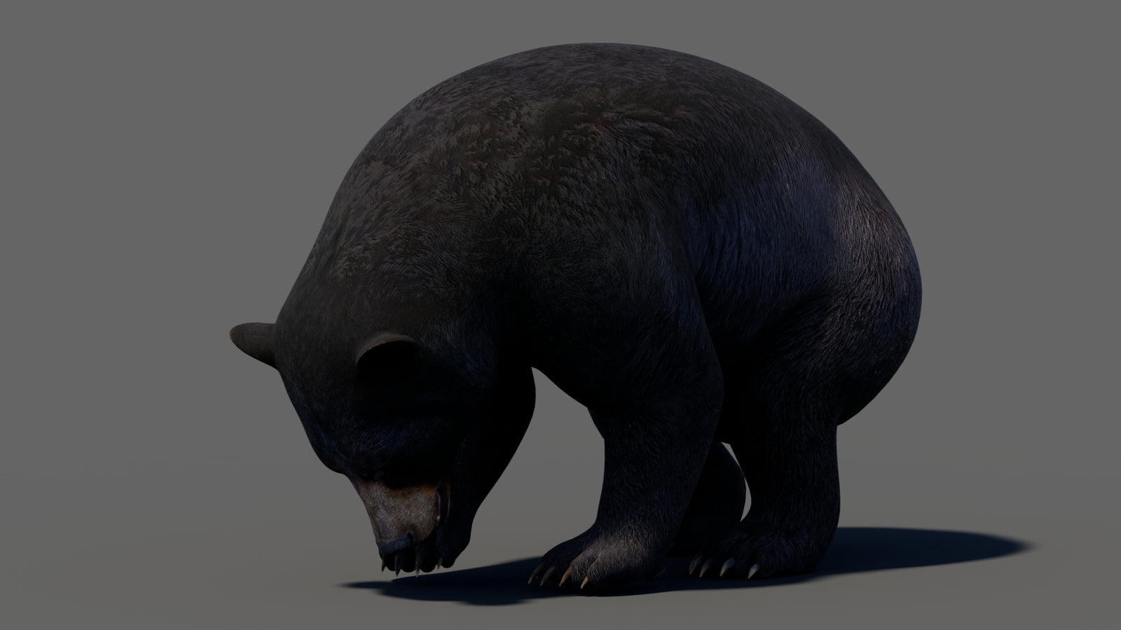 Animated Black Bear 3D Model 360° view 5 frame 8