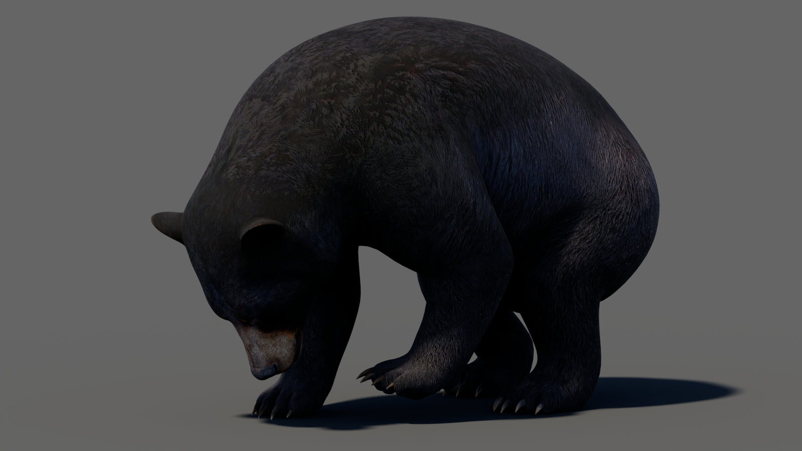 Animated Black Bear 3D Model 360° view 5 frame 11