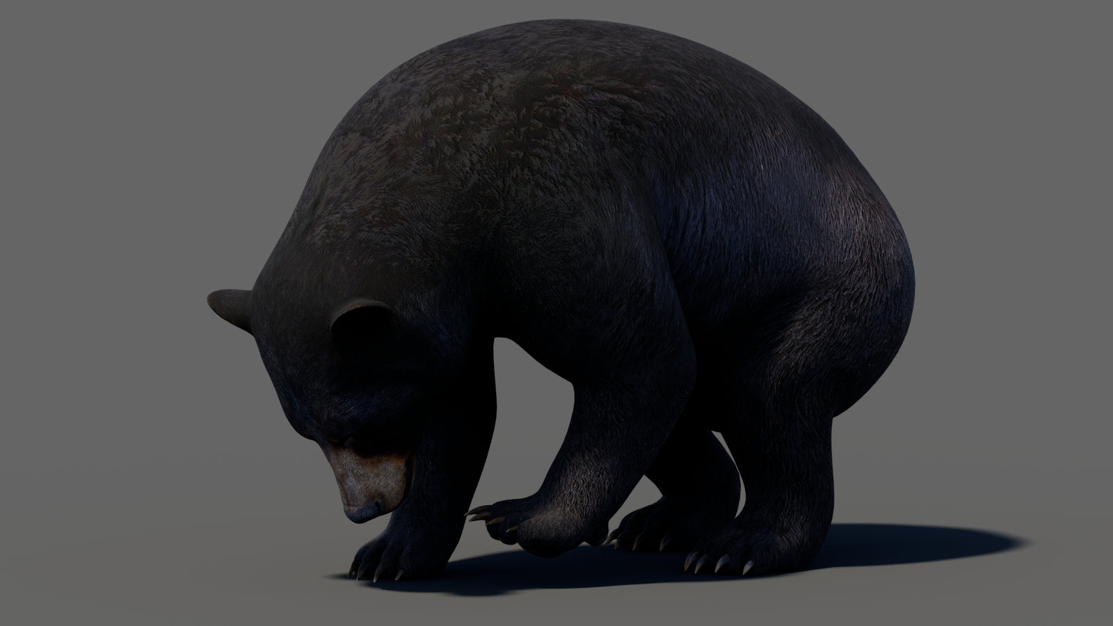 Animated Black Bear 3D Model 360° view 5 frame 12
