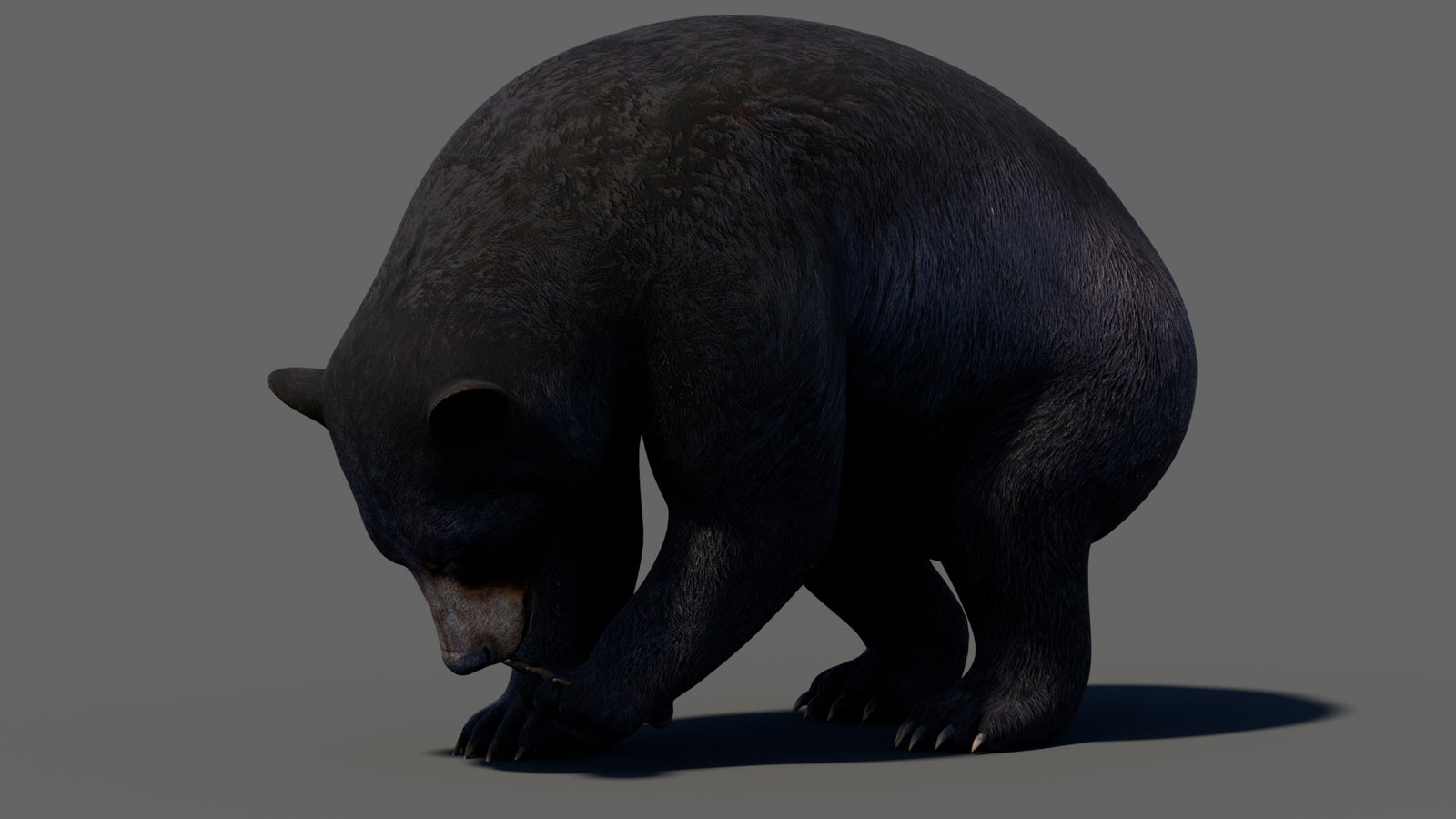 Animated Black Bear 3D Model 360° view 5 frame 14