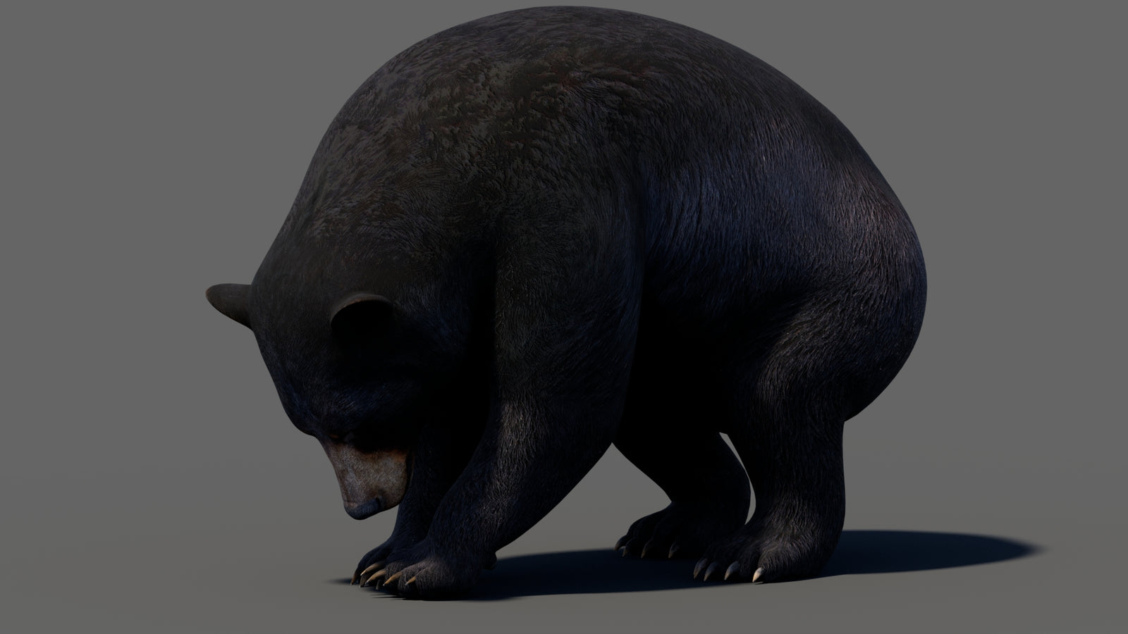 Animated Black Bear 3D Model 360° view 5 frame 17