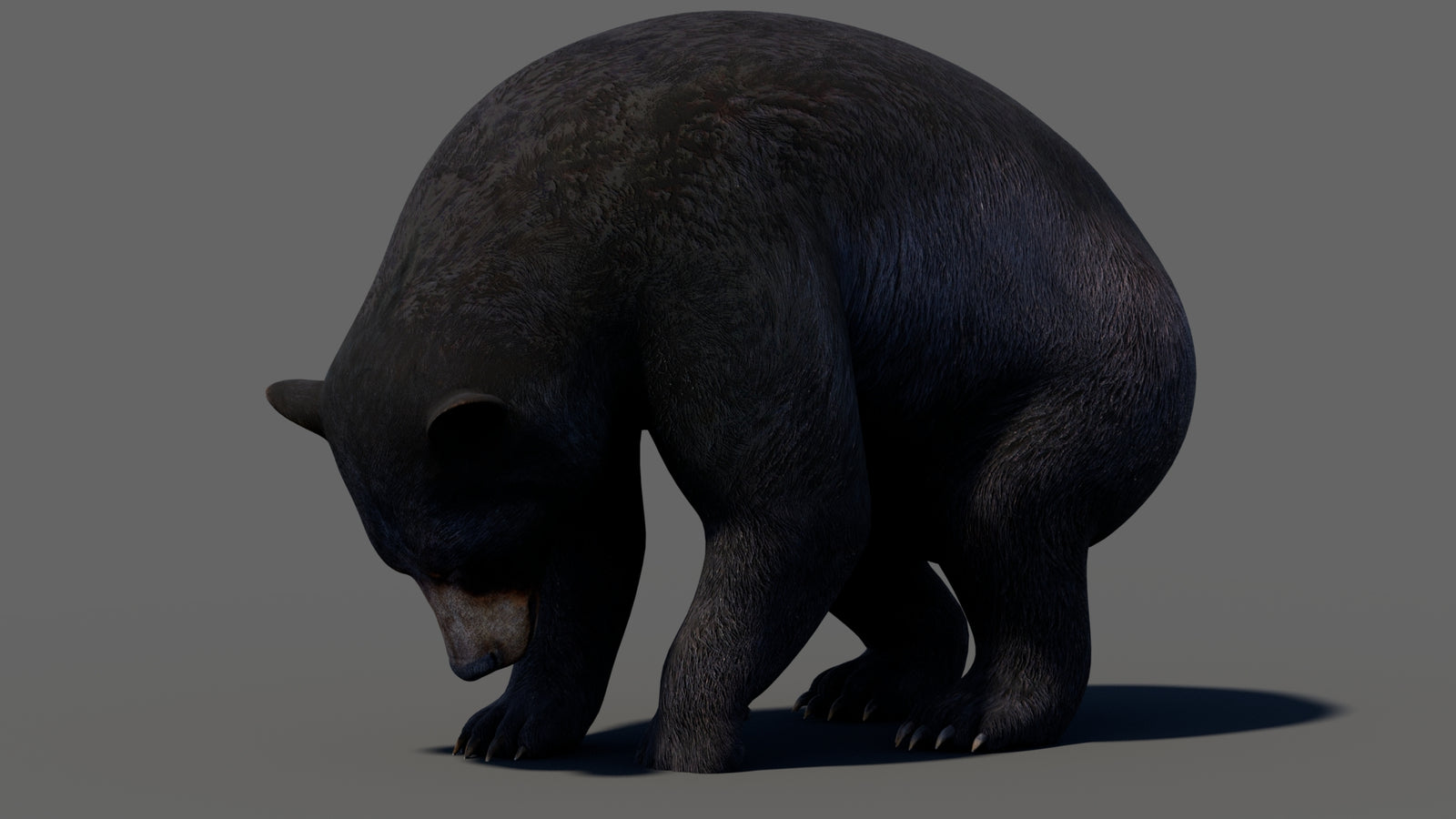 Animated Black Bear 3D Model 360° view 5 frame 20