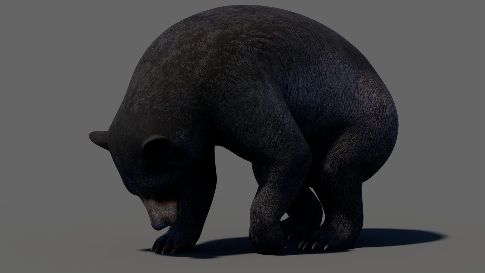 Animated Black Bear 3D Model 360° view 5 frame 23