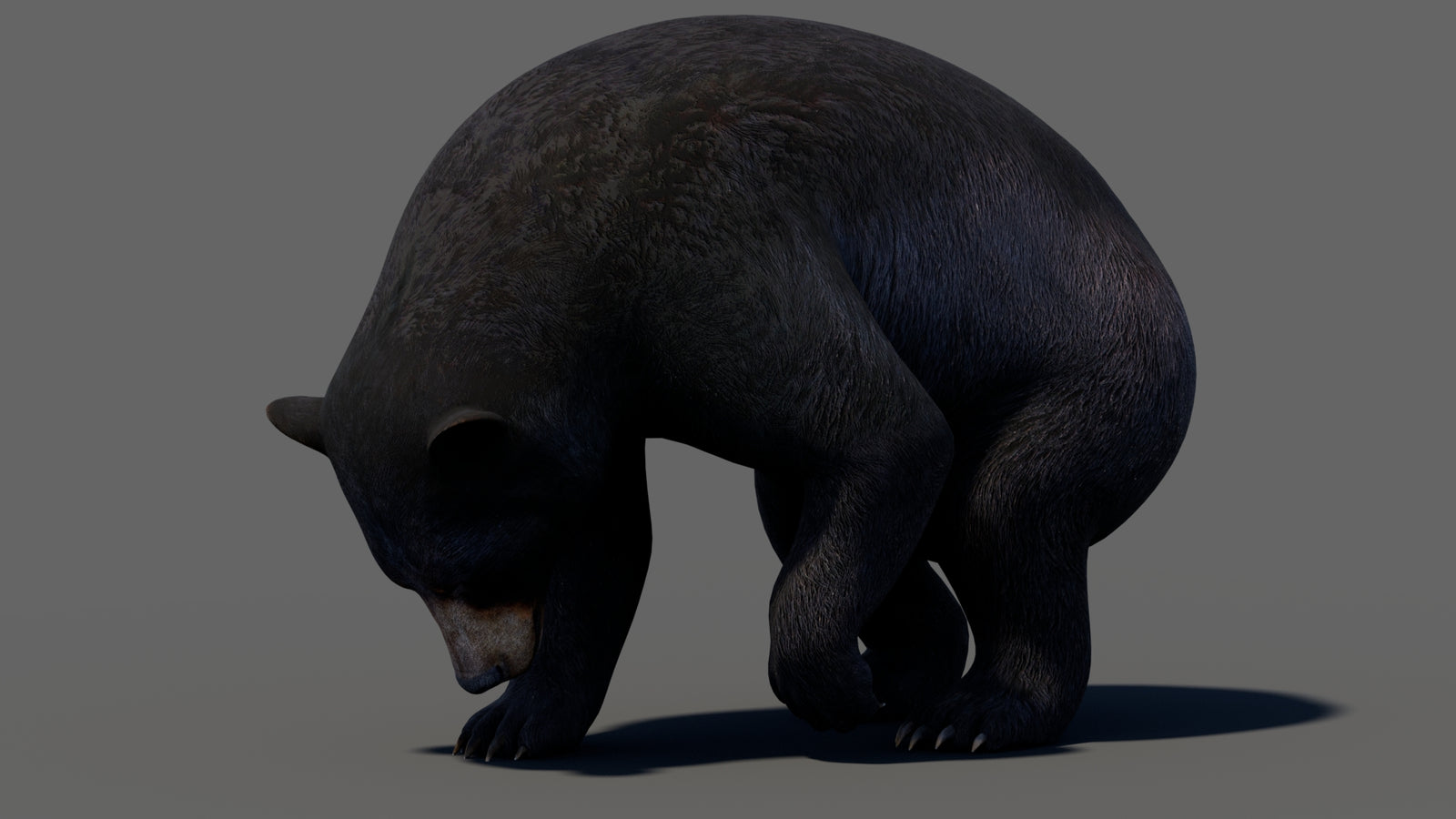 Animated Black Bear 3D Model 360° view 5 frame 24
