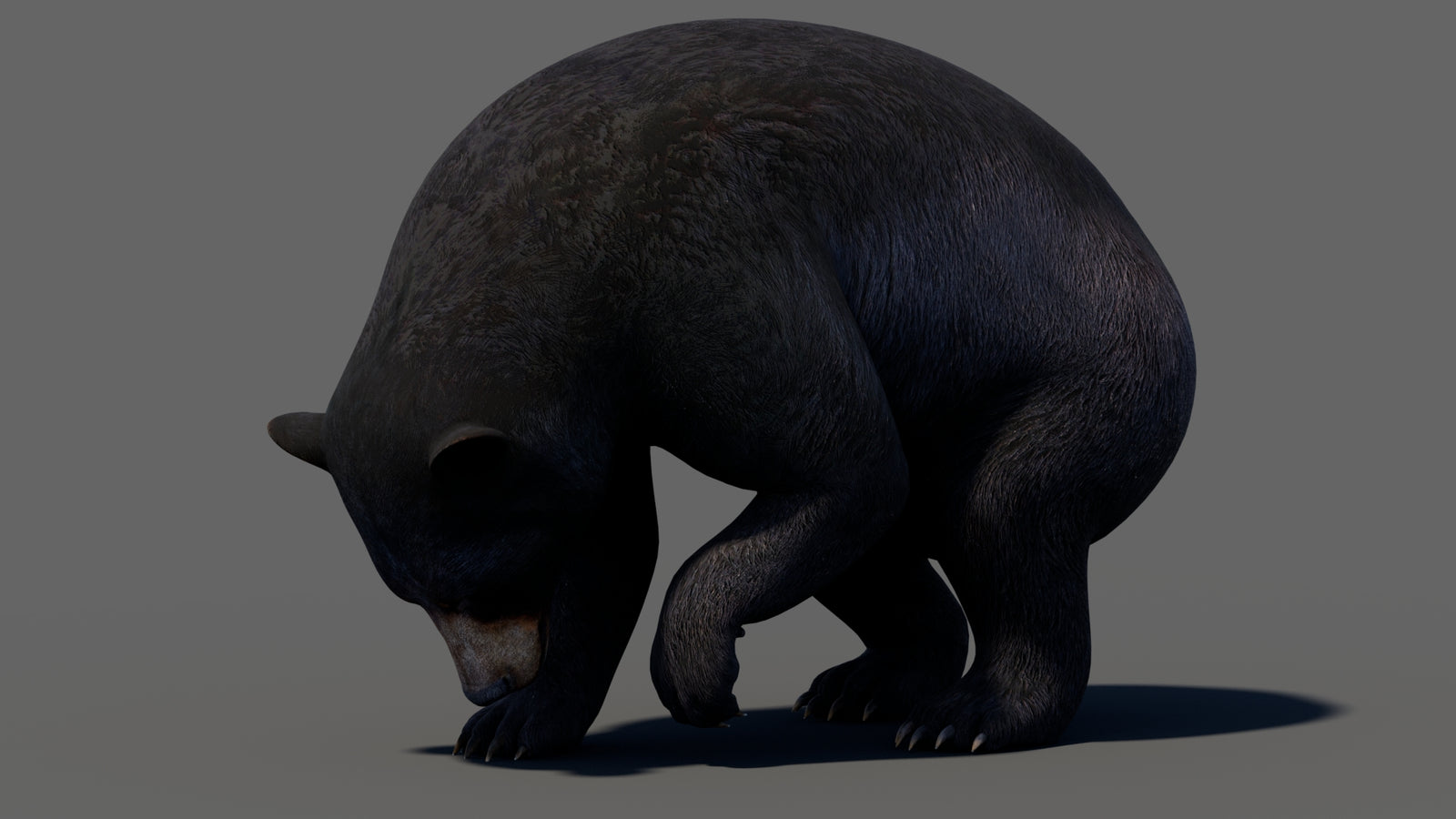 Animated Black Bear 3D Model 360° view 5 frame 27
