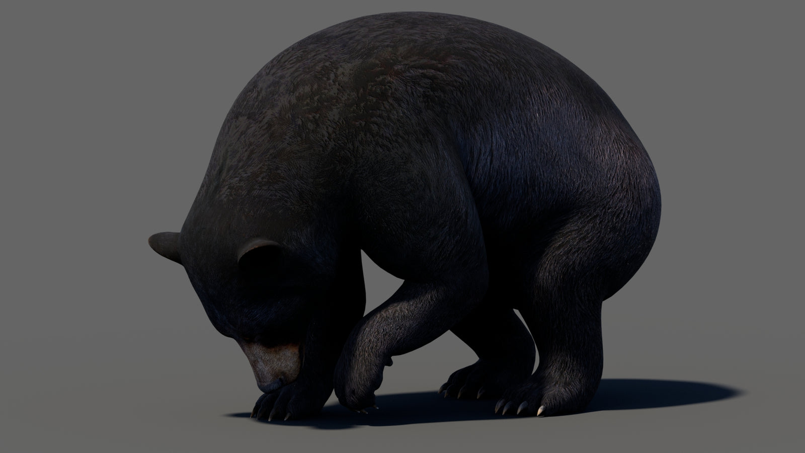 Animated Black Bear 3D Model 360° view 5 frame 28