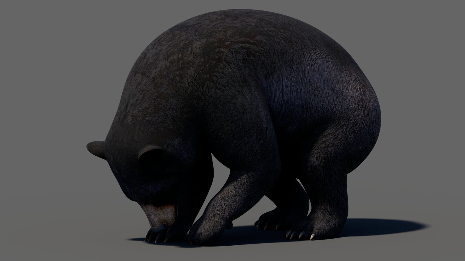 Animated Black Bear 3D Model 360° view 5 frame 31