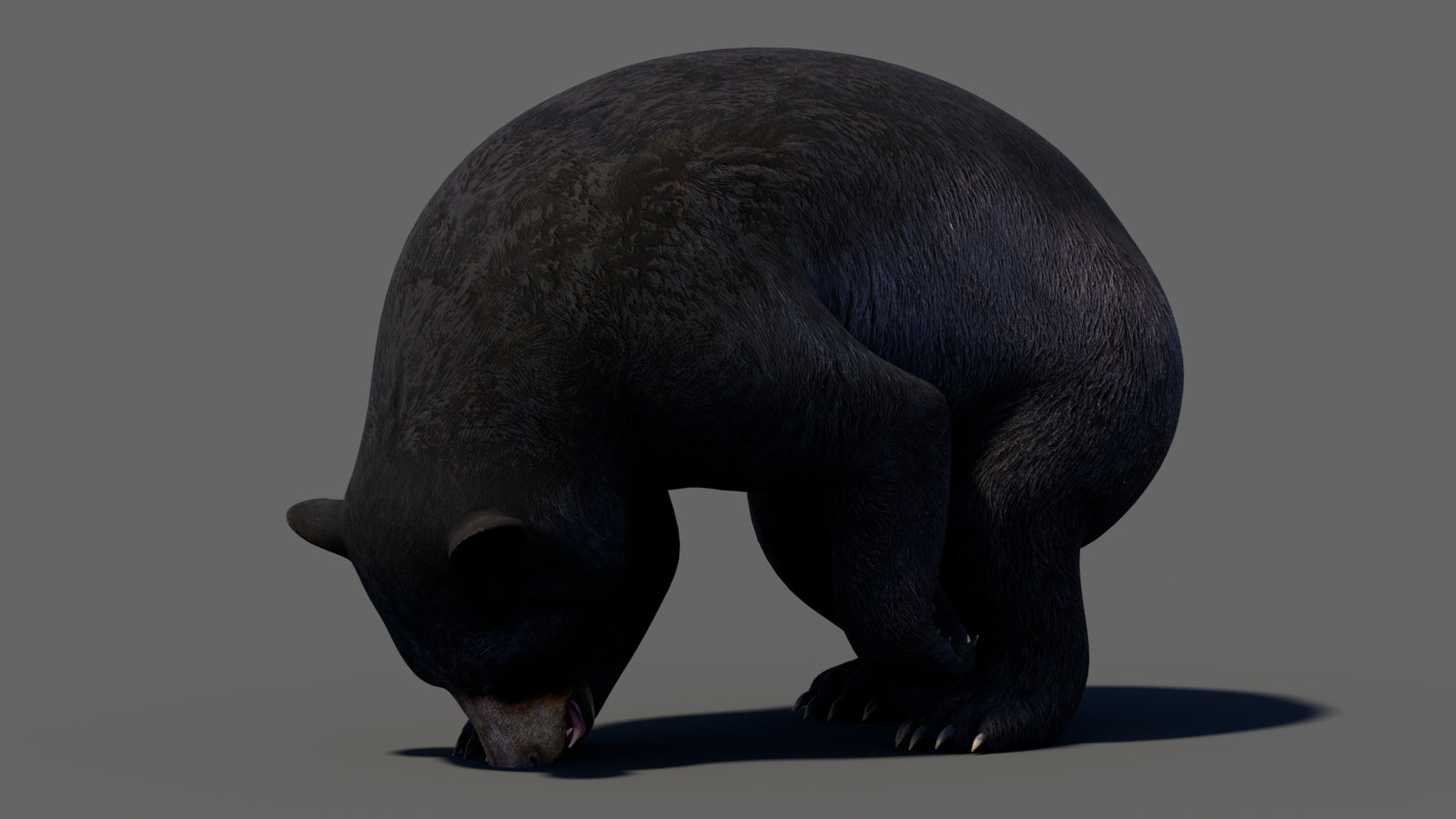 Animated Black Bear 3D Model 360° view 5 frame 35