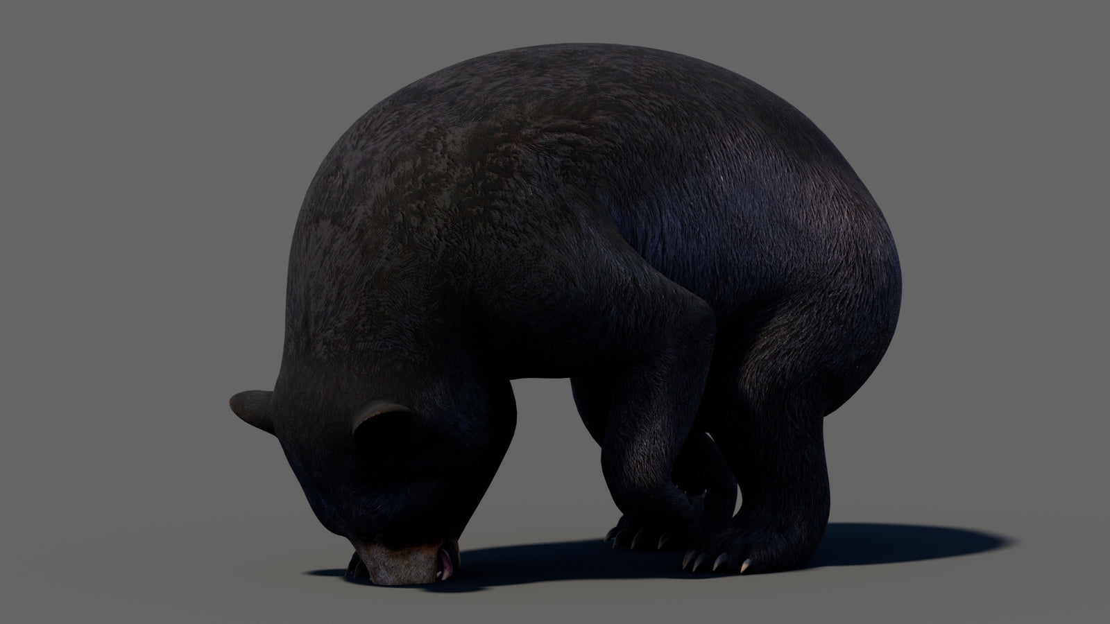 Animated Black Bear 3D Model 360° view 5 frame 38