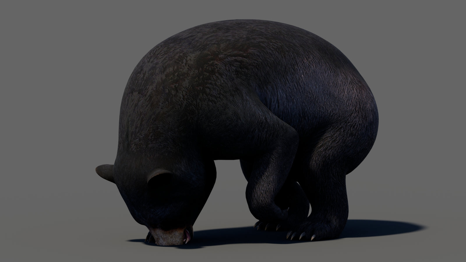 Animated Black Bear 3D Model 360° view 5 frame 39