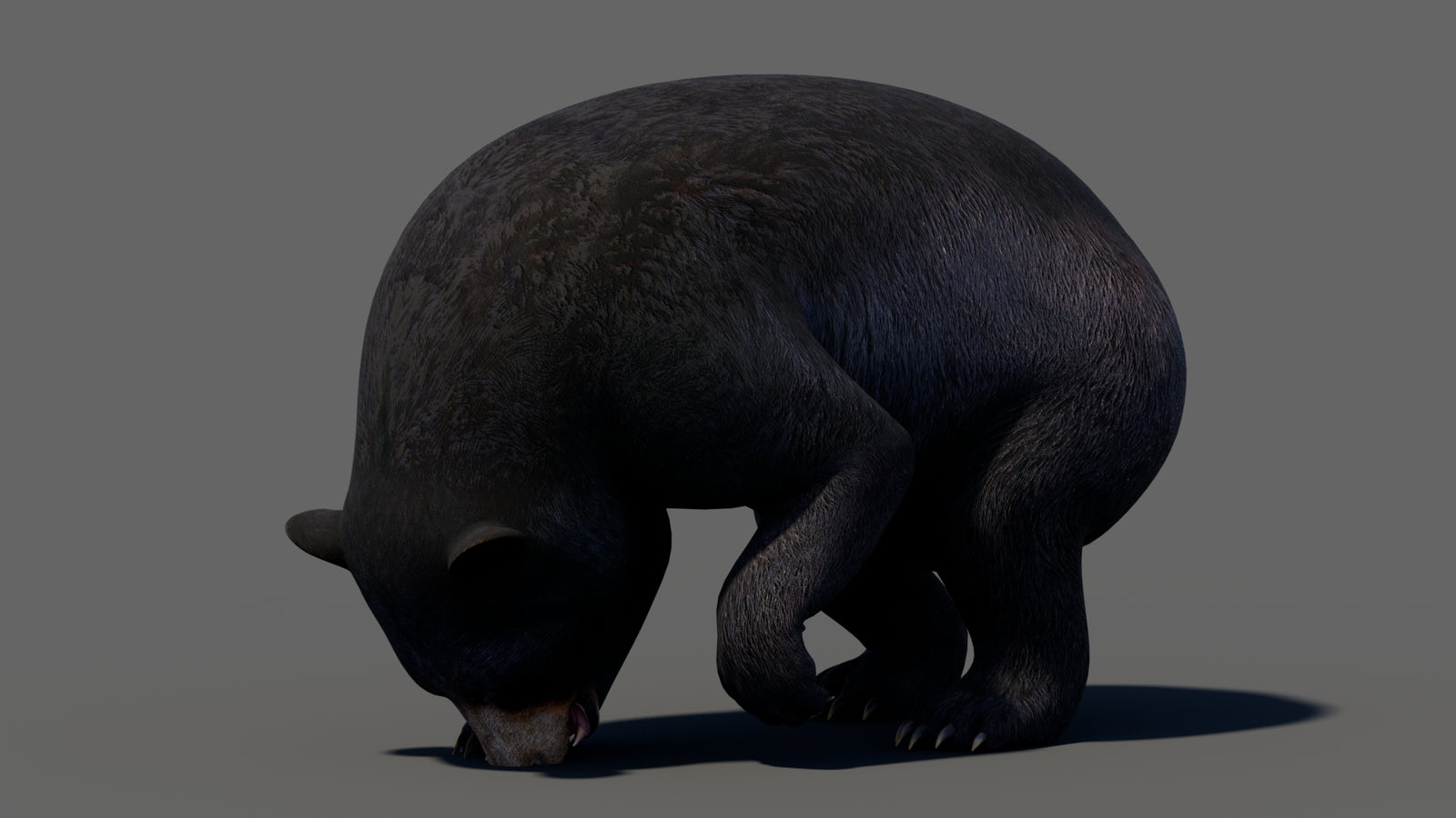 Animated Black Bear 3D Model 360° view 5 frame 42