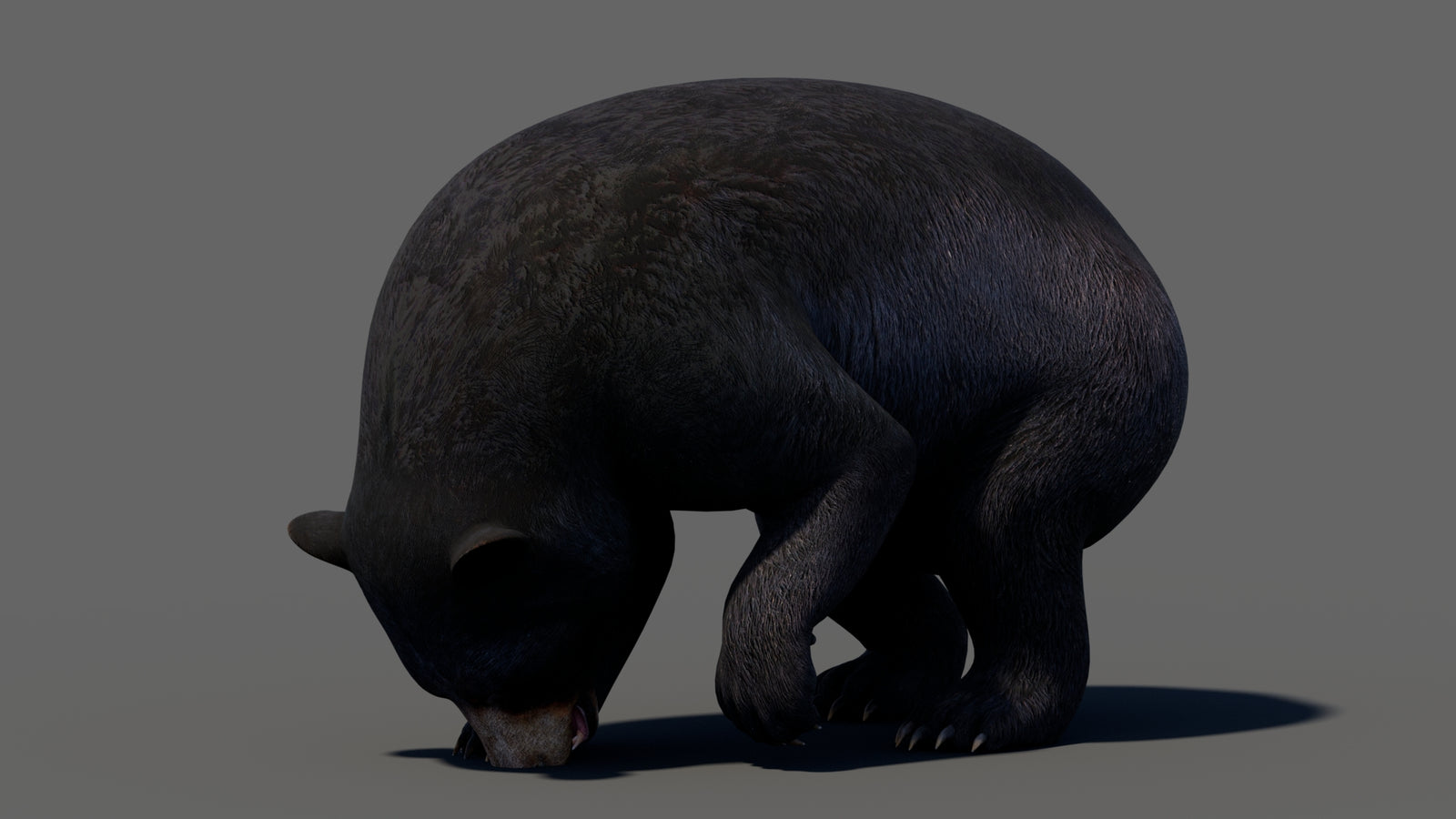 Animated Black Bear 3D Model 360° view 5 frame 44