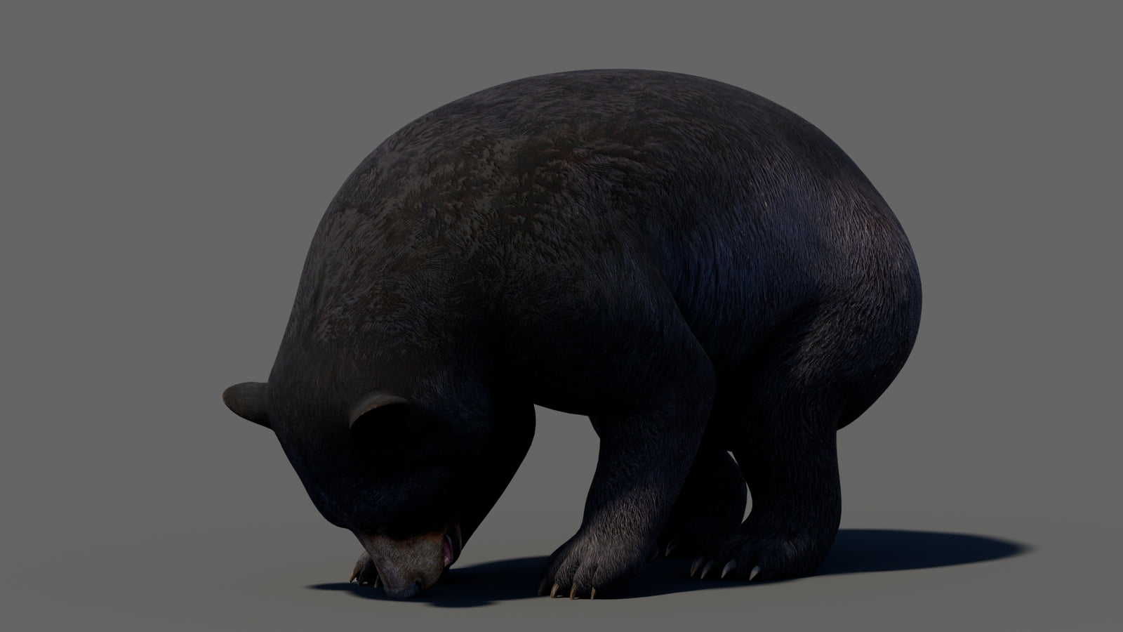 Animated Black Bear 3D Model 360° view 5 frame 49