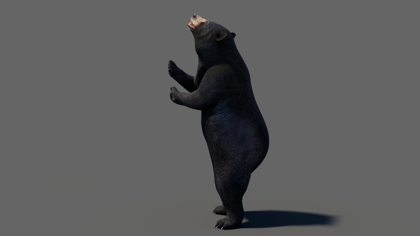 Animated Black Bear 3D Model 360° view 6 frame 4