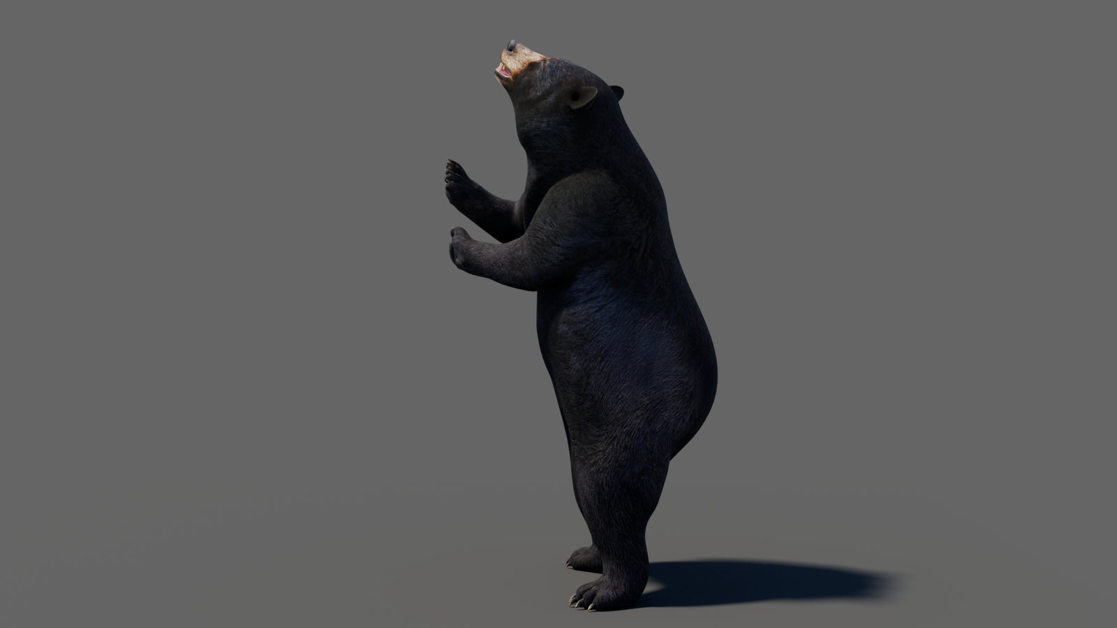 Animated Black Bear 3D Model 360° view 6 frame 5