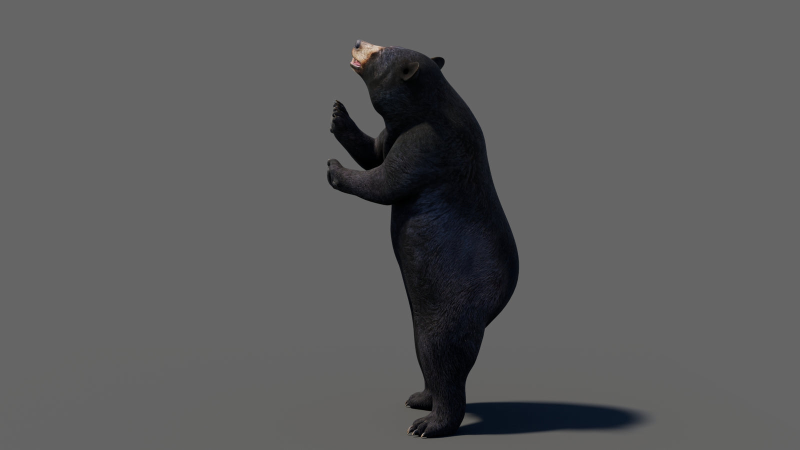 Animated Black Bear 3D Model 360° view 6 frame 9