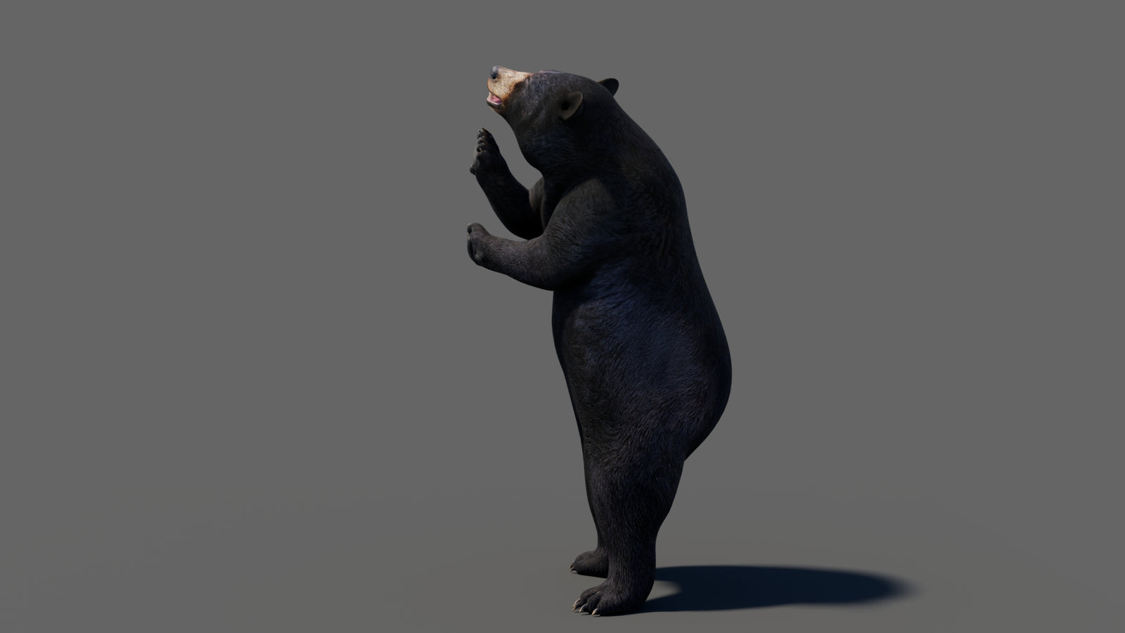 Animated Black Bear 3D Model 360° view 6 frame 11