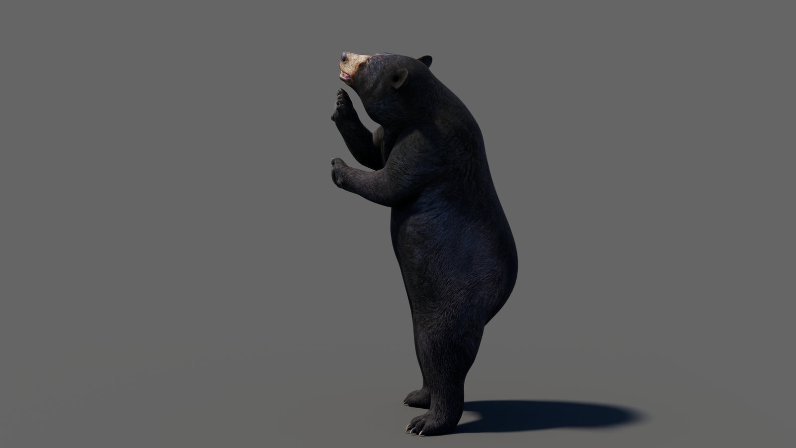Animated Black Bear 3D Model 360° view 6 frame 12
