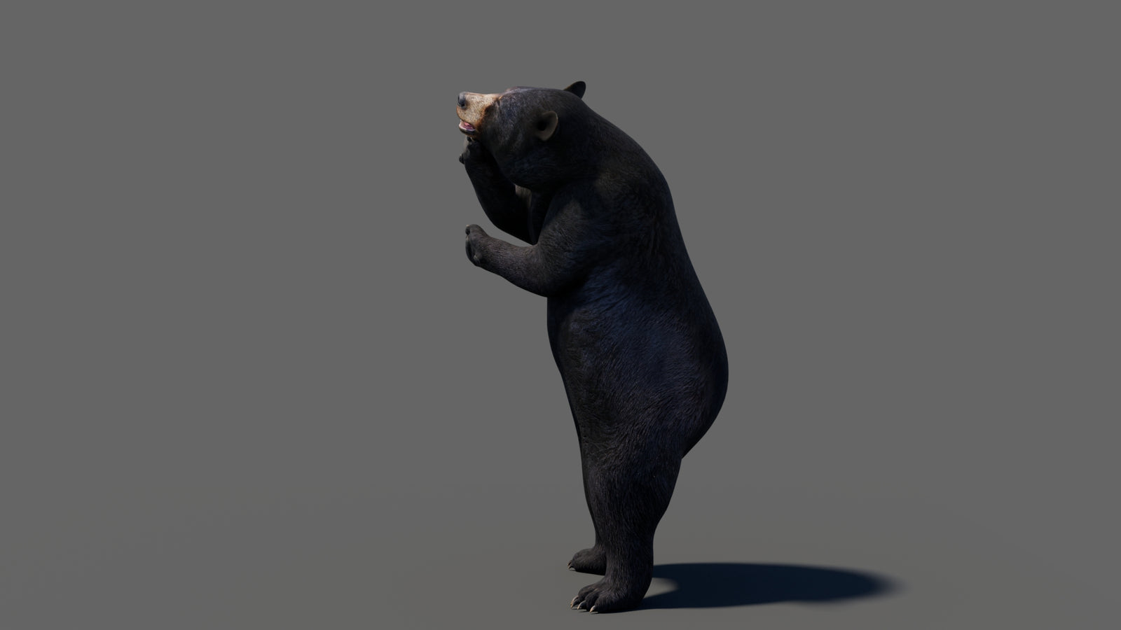 Animated Black Bear 3D Model 360° view 6 frame 14