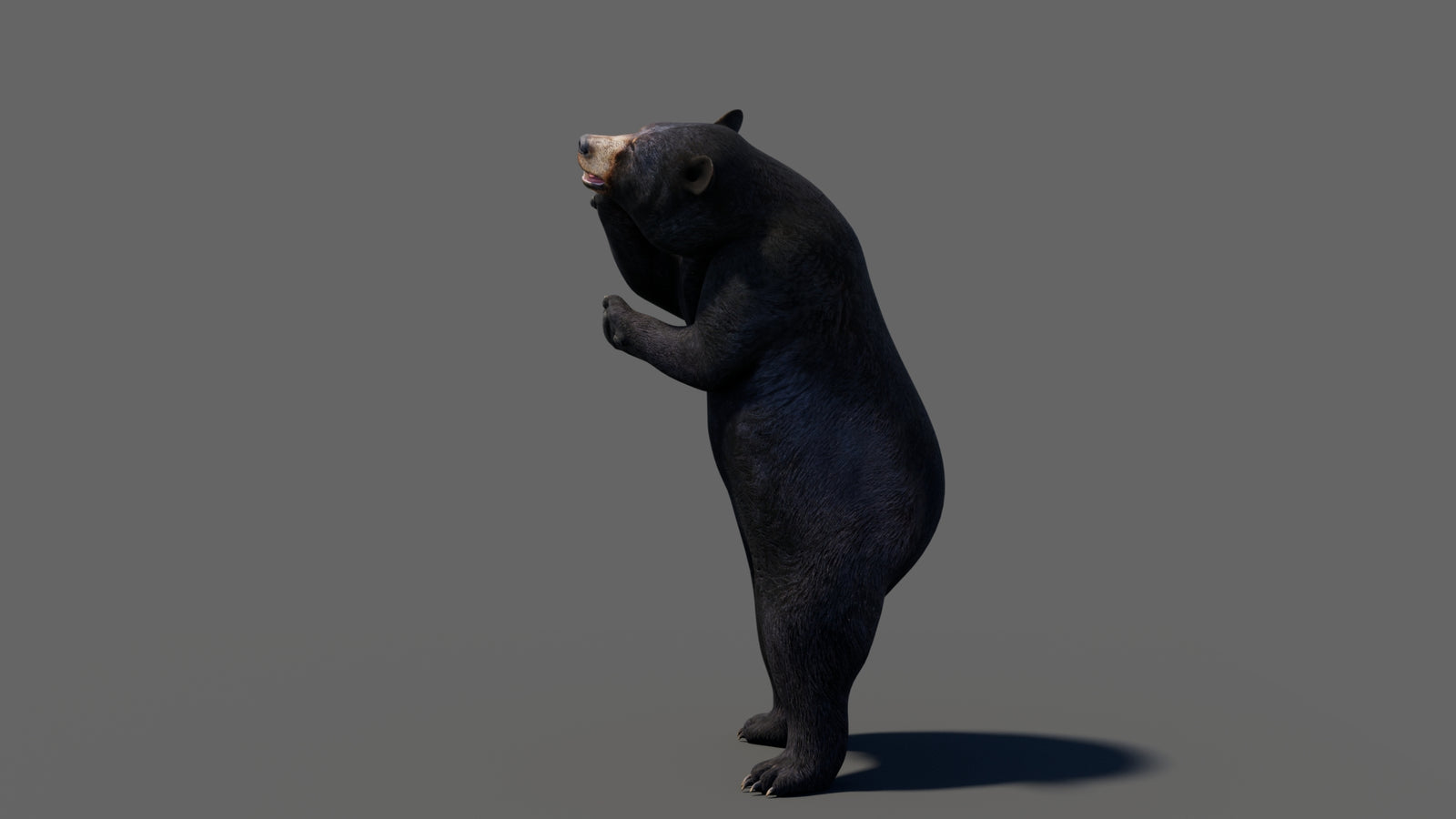 Animated Black Bear 3D Model 360° view 6 frame 15