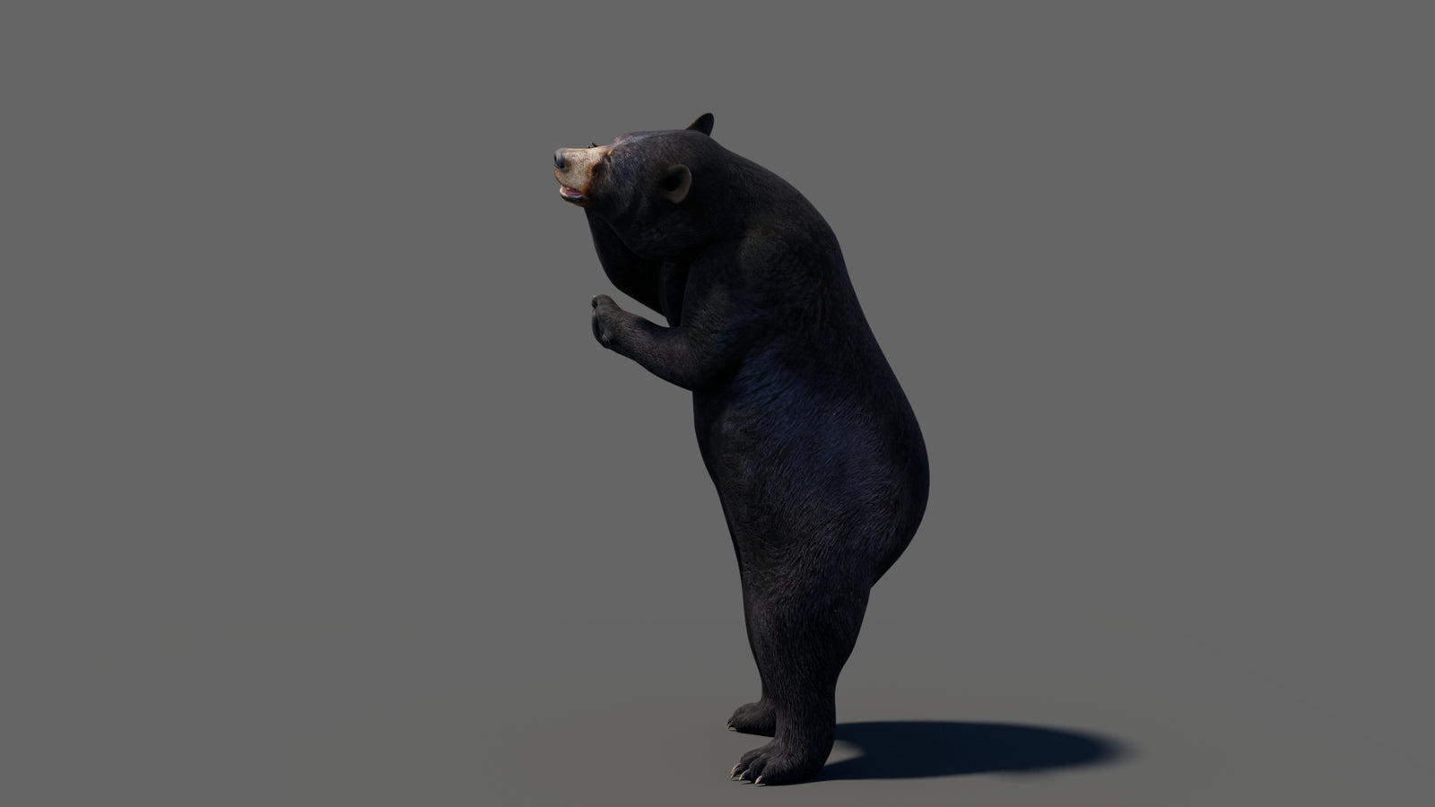 Animated Black Bear 3D Model 360° view 6 frame 16