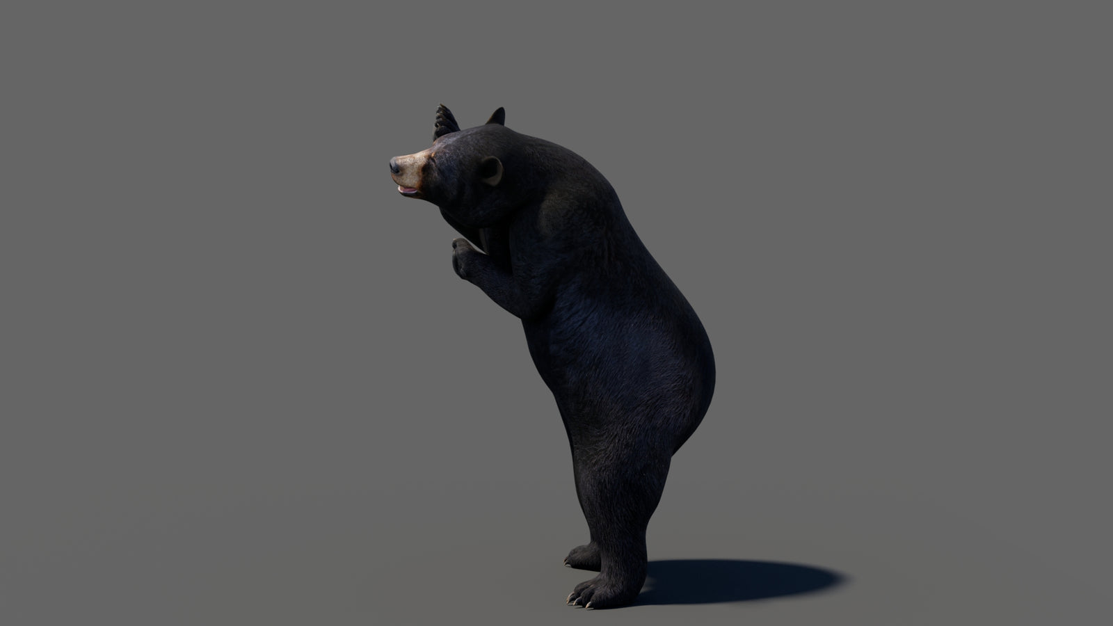 Animated Black Bear 3D Model 360° view 6 frame 19