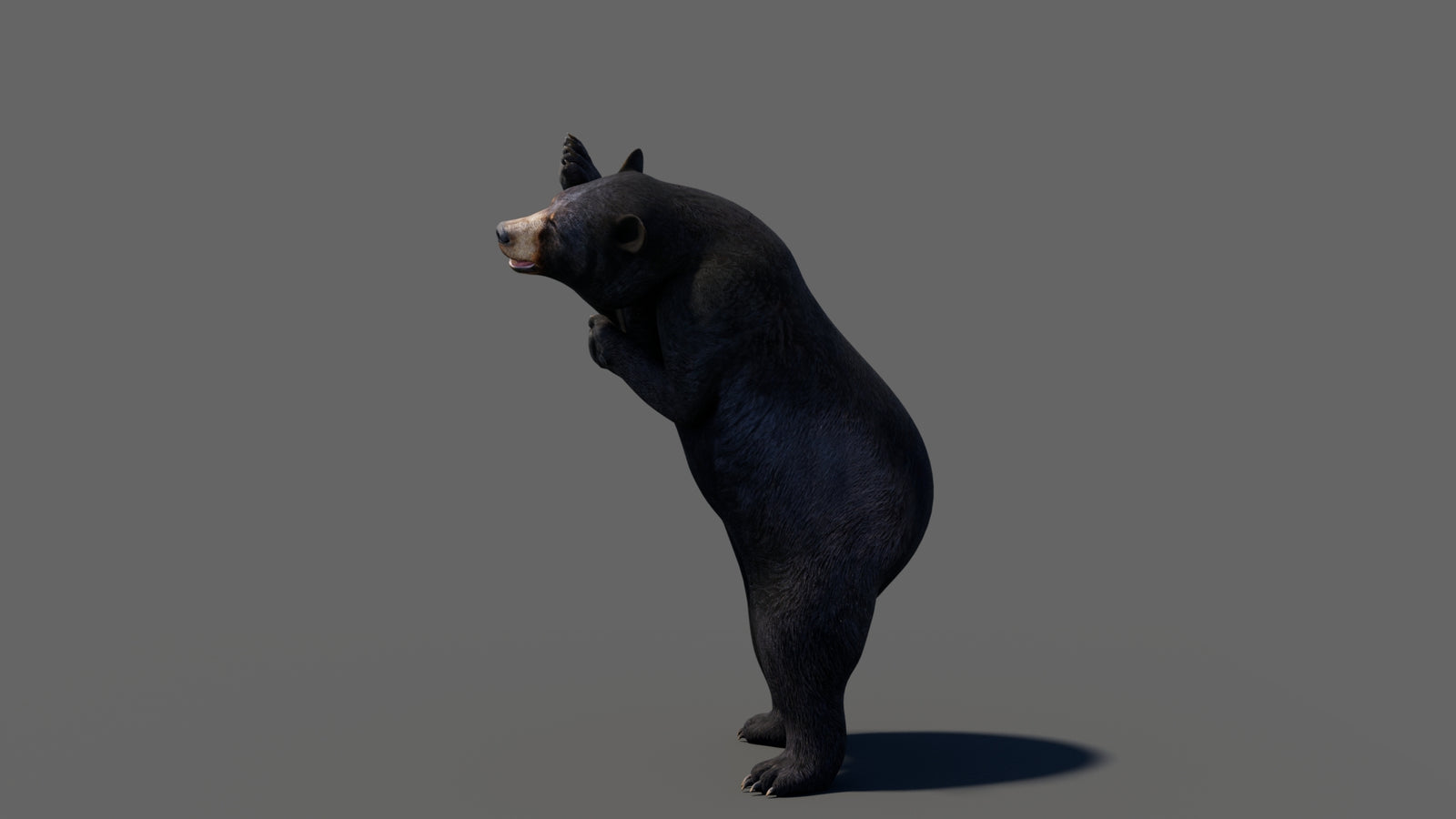 Animated Black Bear 3D Model 360° view 6 frame 20