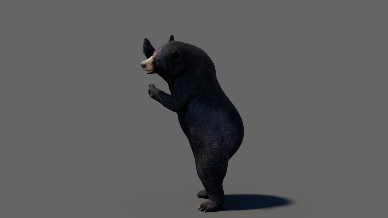 Animated Black Bear 3D Model 360° view 6 frame 30