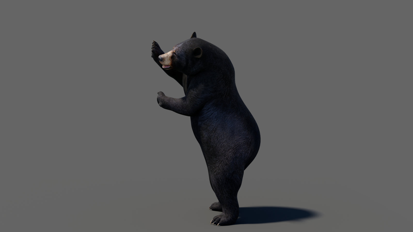 Animated Black Bear 3D Model 360° view 6 frame 33