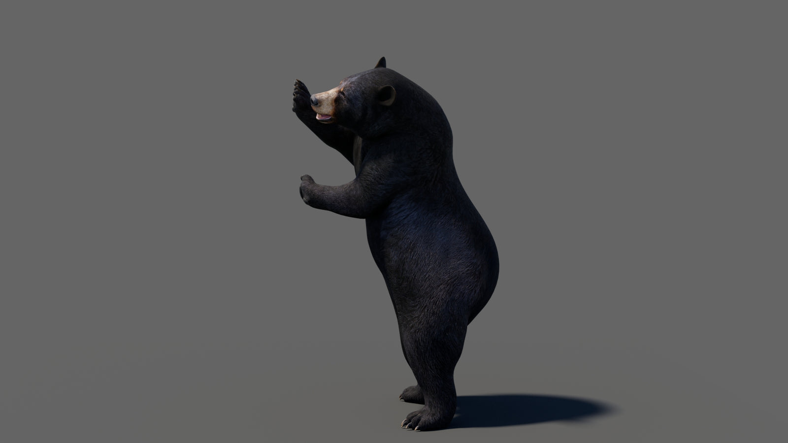 Animated Black Bear 3D Model 360° view 6 frame 34