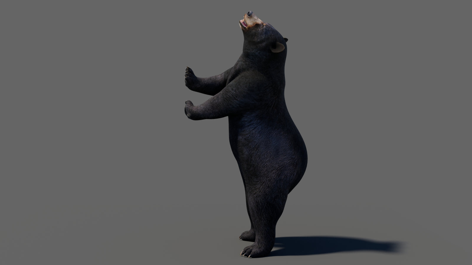 Animated Black Bear 3D Model 360° view 6 frame 42